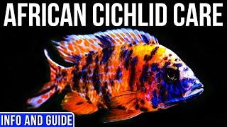African Cichlids Info And Care | All About African Cichlids