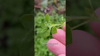 Making a fresh slaw with wild greens #foraging