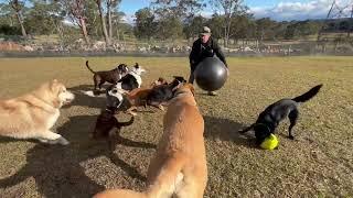 The Swiss   ball is the ultimate toy for Benji, Liki, ️and their pals 