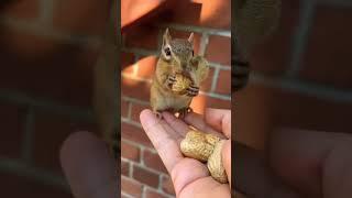 Squirrel eating peanuts #shorts #viral #squrrel