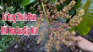 Sử Dụng Thuốc Phun Rửa Hoa Sau Khi Gặp Mưa | VTK.CHANNEL