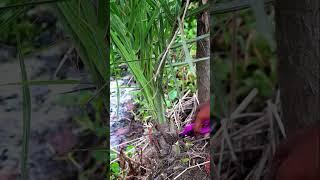 Ajua Dates in North East #viral #trending #youtubeshorts #gardening #ytshorts