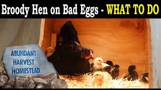 BROODY HEN on BAD EGGS? - What to do