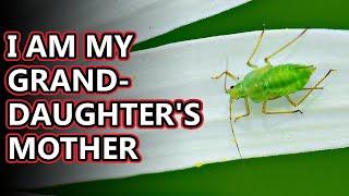 Aphid facts: enemies of agriculture | Animal Fact Files