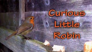 Cute Little Curious Robin