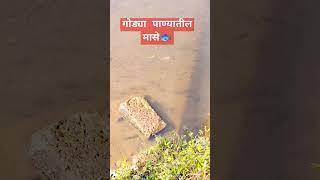 गोड्या पाण्यातील मासे #kokan #viral #viralshorts #viralreels #fish #fishing #fishvideo2023