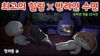 #멍마들  비 오는 날 차박 반려견의 푹신한 수면 영상!  (12시간) - A soft sleeping video of your dog!