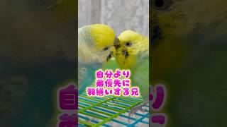 弟ウニちゃんのツクツクほぐしを毎回やってあげる優しい兄タラちゃん