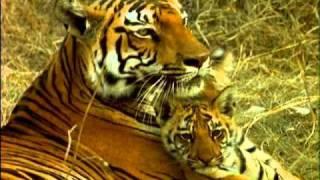 The Truth about Tigers - Part 3 - a film by Shekar Dattatri