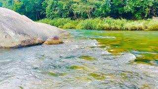 【癒しの水の音CH】滝の音で睡眠の質を改善！快適な眠りを手に入れる,清々しい景色、鳥のさえずり【森を見つめる川の音 ,癒し,瞑想,リラックス,赤ちゃん寝かしつけ,高音質,落ち着,ASMR】#23