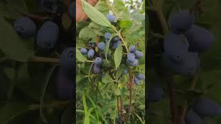 Большой урожай жимолости #анири #жимолость