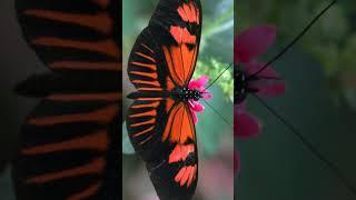 Postman Butterfly, Common Postman, Postman (Heliconius melpomene) - Observed in 'Description'