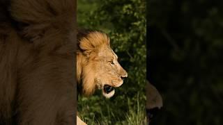 Epic cinematic male lion walking in Wild Africa #wildlife #animals