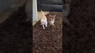 Coco & Mochi Argue // Cute Dog Videos #chihuahualife #cutedogs #relatable