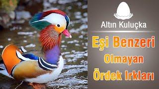 İlginç Ördek ırkları ve özellikleri | Altın Kuluçka