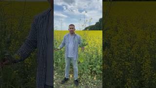 Яровой Рапс. Ждать рекорда? Агроном в шоке!Росторегуляция. Урожайность. Выращивание и уборка рапса.