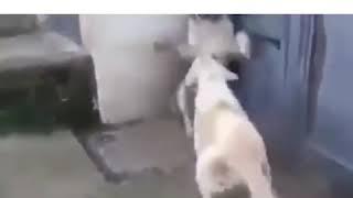 Cuando el padre regaña a sus hijos y la mamá no está muy de acuerdo.