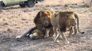 Majingilane male lion coalition at Arathusa