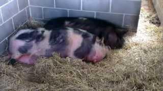 Pigs at Woodlands Nr Dartmouth
