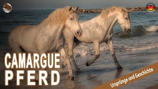 CAMARGUE PFERD, eines der letzten Wildpferde in Frankreich, URSPRUNG DER RASSEN