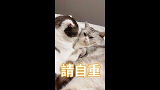 想干啥？我可是个正经猫！#Shorts｜李喜猫