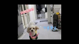 우리 강아지 애착템1  #말티푸