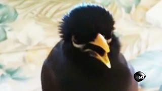 "I'm a Chicken," Says This Talking Mynah Bird