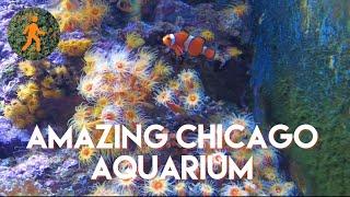 Chicago - Shedd Aquarium Walkthrough with Chill Music - See Fish & More!