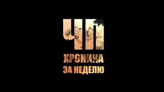 ЧП. Хроника за неделю: арест живодёра, махинации с оружием и до 7 лет за угон велосипеда