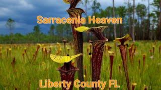 Sarracenia Heaven, Liberty County FL