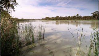 Resnagging Kings Billabong, Mildura - OzFish Sunraysia Chapter