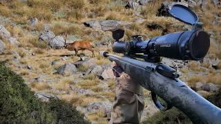 A Hunting Expedition in Search for a Mega Deer