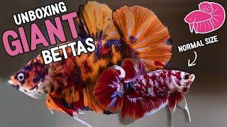 GIANT Betta Fish! Unboxing 5 of the Biggest Bettas Ever