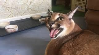 Big Floppa Meow Compilation