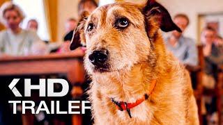 HUNDSCHULDIG Trailer German Deutsch (2025)