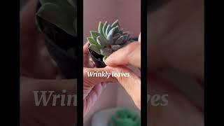 Succulents don’t have to be scary. This is how I know when to water mine #plantcare #succulentcare