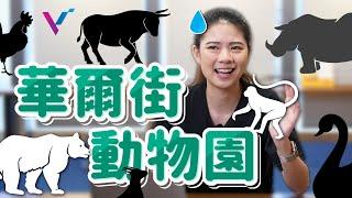 【投資金股追】華爾街是個動物園？怎麼判斷牛市、熊市和黑天鵝事件呢？