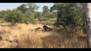 Extremely powerful "Majingilane" Male Lion's finishing off more of the Selati's bloodline... -