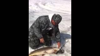 20lb Pike