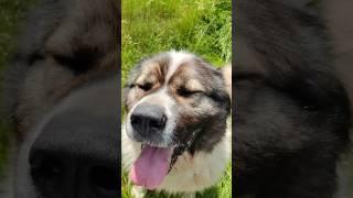 Кавказская овчарка в высокой траве #animal #собака #animaldog #животные #dog #doglover