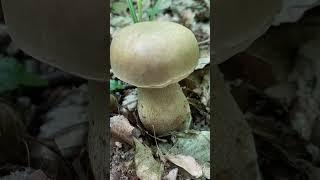 Кожні 2–3 метри #funghi #грибочки #mushroom