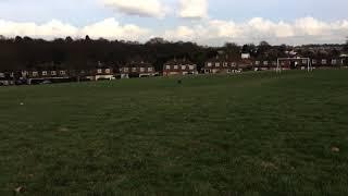 Blue Staffordshire Bull Terrier Playing Fetch