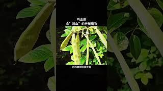 【每天一个新知识】会“流血”的植物之鸡血藤的秘密 #冷知识 #科普 #涨知识