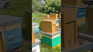 На пасеке весной: новые пчелопакеты для успешного пчеловодства!