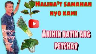 Tayo ng mag ani ng petchay/Harvesting snow cabbage (kuya otep tv)