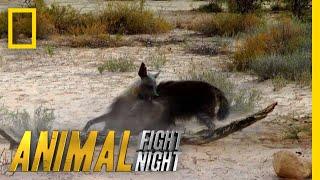 Hyena v. Hyena: Battle For Territory | Animal Fight Night