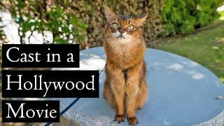 Things You Should Know Before Getting a Somali Cat | The Cat Butler