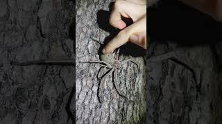 A Huntsman Spider Gets A Gentle Pat || ViralHog