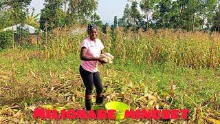 How I became Milionare by Local maize  farming /My challenges