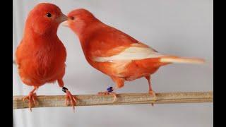 Red Canary Breeding Season 2024 (video 1)